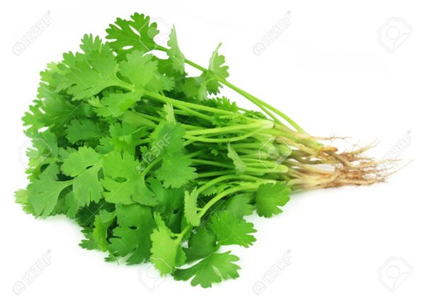 Coriander Leaves From Vegflow India